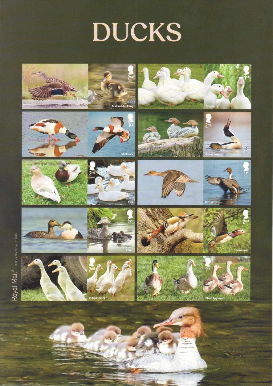 Ducks Collector/Generic Sheet